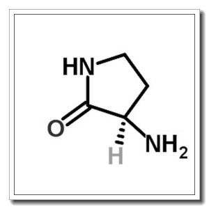 (R)-3-氨基-吡咯烷-2-酮