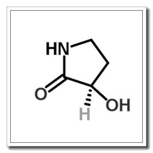 (R)-3-羟基吡咯烷酮