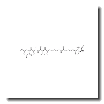 生物素VAD-FMK
