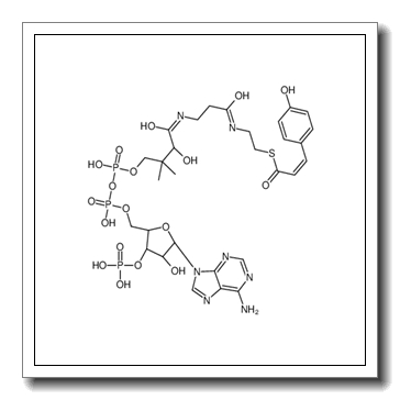 trans-4-coumaroyl-CoA CAS 119785-99-8
