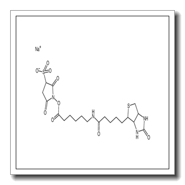 生物素酰氨基己酸-3-磺酸基-N-羟基琥珀酰亚胺酯