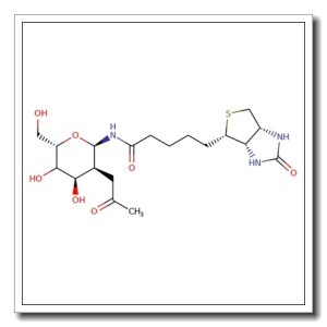 N-GlcNAc-Biotin
