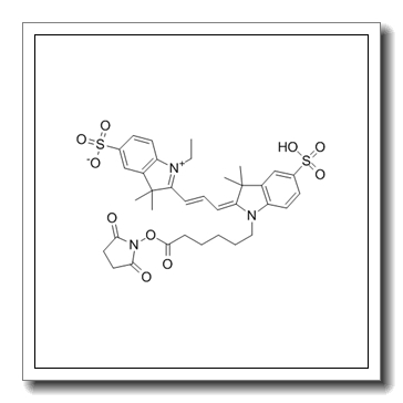 3H-indolium-1-(5-carboxypentyl)-2-[(1E,3E)-3-(1-ethyl-1,3-dihydro-3,3-dimethyl-5-sulfo-2H-indol-2-ylidene)-1-propenyl]-3,3-dimethyl-5-sulfo-, inner salt, succinimidyl ester CAS 146368-16-3
