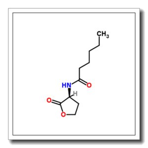 己酰-L-高丝氨酸内酯