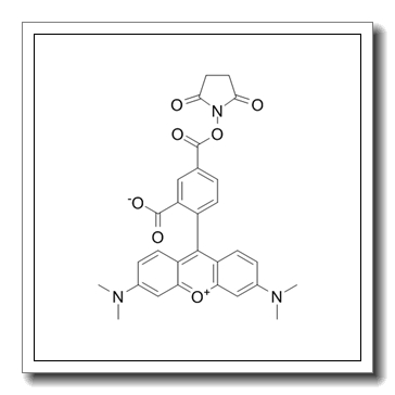 2-[3-(dimethylamino)-6-dimethylazaniumylidenexanthen-9-yl]-5-(2,5-dioxopyrrolidin-1-yl)oxycarbonylbenzoate CAS 150810-68-7