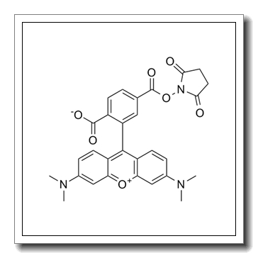 6-Carboxy-tetramethylrhodamine N-succinimidyl ester CAS 150810-69-8