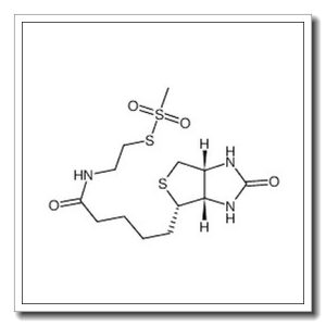 N-Biotinylaminoethyl Methanethiosulfonate