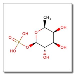 β-L-Fucopyranosyl phosphate