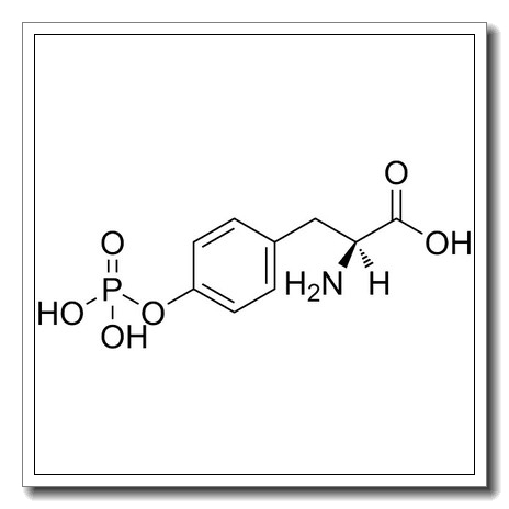 O4-phospho-L-tyrosine CAS 21820-51-9 