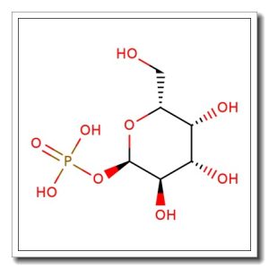 α-D-Galactose-1-phosphate