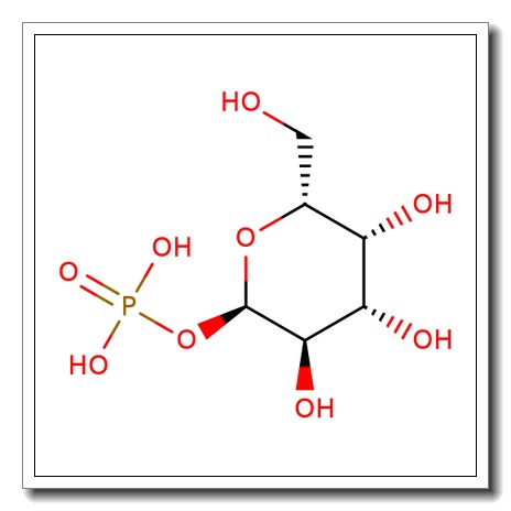 α-D-Galactose-1-phosphate
