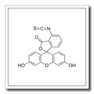 6-异硫氰酸荧光素