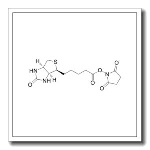 (+)生物素-N-琥珀酰亚胺基酯