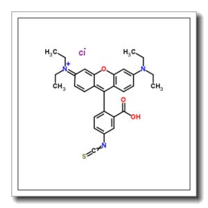 罗丹明 B 异硫氰酸酯
