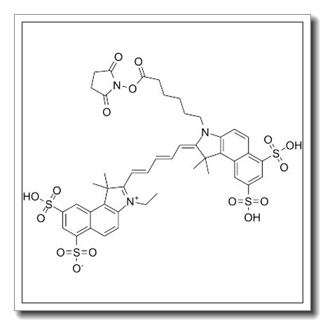 Cy5.5 NHS ester