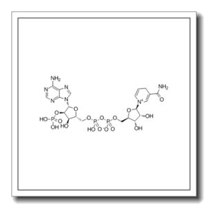 β-烟酰胺腺嘌呤二核苷酸磷酸