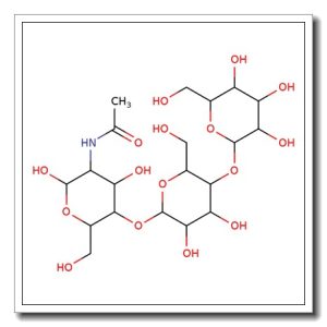 P1-Antigen