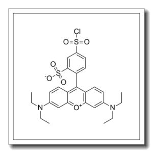 丽丝胺碱性蕊香红B磺酰氯