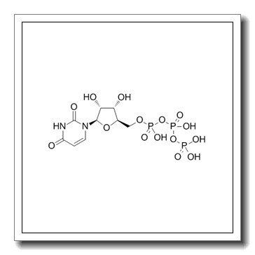 尿苷-5’-三磷酸