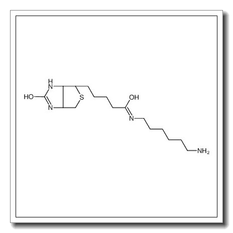 5-[(3aS,4S,6aR)-2-oxo-1,3,3a,4,6,6a-hexahydrothieno[3,4-d]imidazol-4-yl]-N-(6-aminohexyl)pentanamide CAS 65953-56-2 
