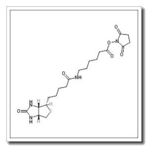 生物素化-epsilon-氨基己酸-N-羟基丁二酰亚胺活化酯