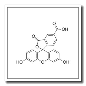 5-羧基荧光素