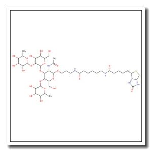 Lewis B tetrasaccharide-sp-biotin