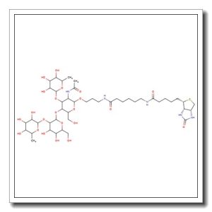 Lewis Y tetrasaccharide-sp-biotin