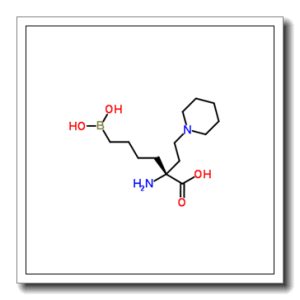 精氨酸酶
