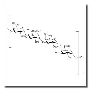Fucogalactan – from Undaria pinnatifida
