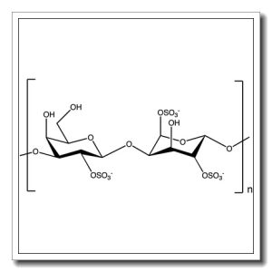 lambda-Carrageenan