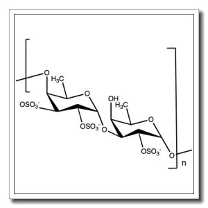 Fucoidan – Sargassum