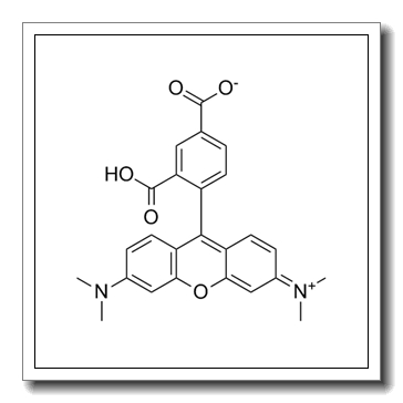 5-Carboxytetramethylrhodamine CAS 91809-66-4