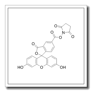 5-Carboxyfluorescein-N-hydroxysuccinimide Ester CAS 92557-80-7