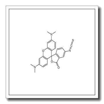 四甲基罗丹明-5(6)-异硫氰酸酯