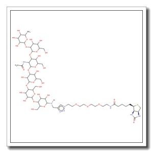 Globo-H hexasaccharide-sp-biotin
