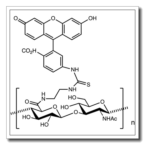 Hyaluronate fluorescein – Molecular Weight – 1000kDa