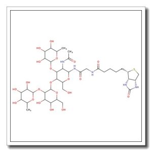 Lewis Y-NHCOCH2NH-biotin