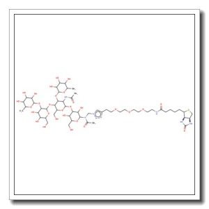 Lewis Y pentasaccharide-sp-biotin