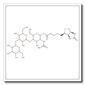 Biotinylated Linear B trisaccharide