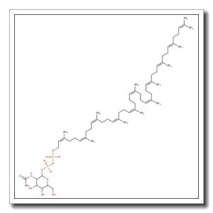 2-Acetamido-2-deoxy-D-galactopyranose diphospho undecapyrenyl