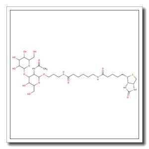 Galacto-N-biose-sp-biotin